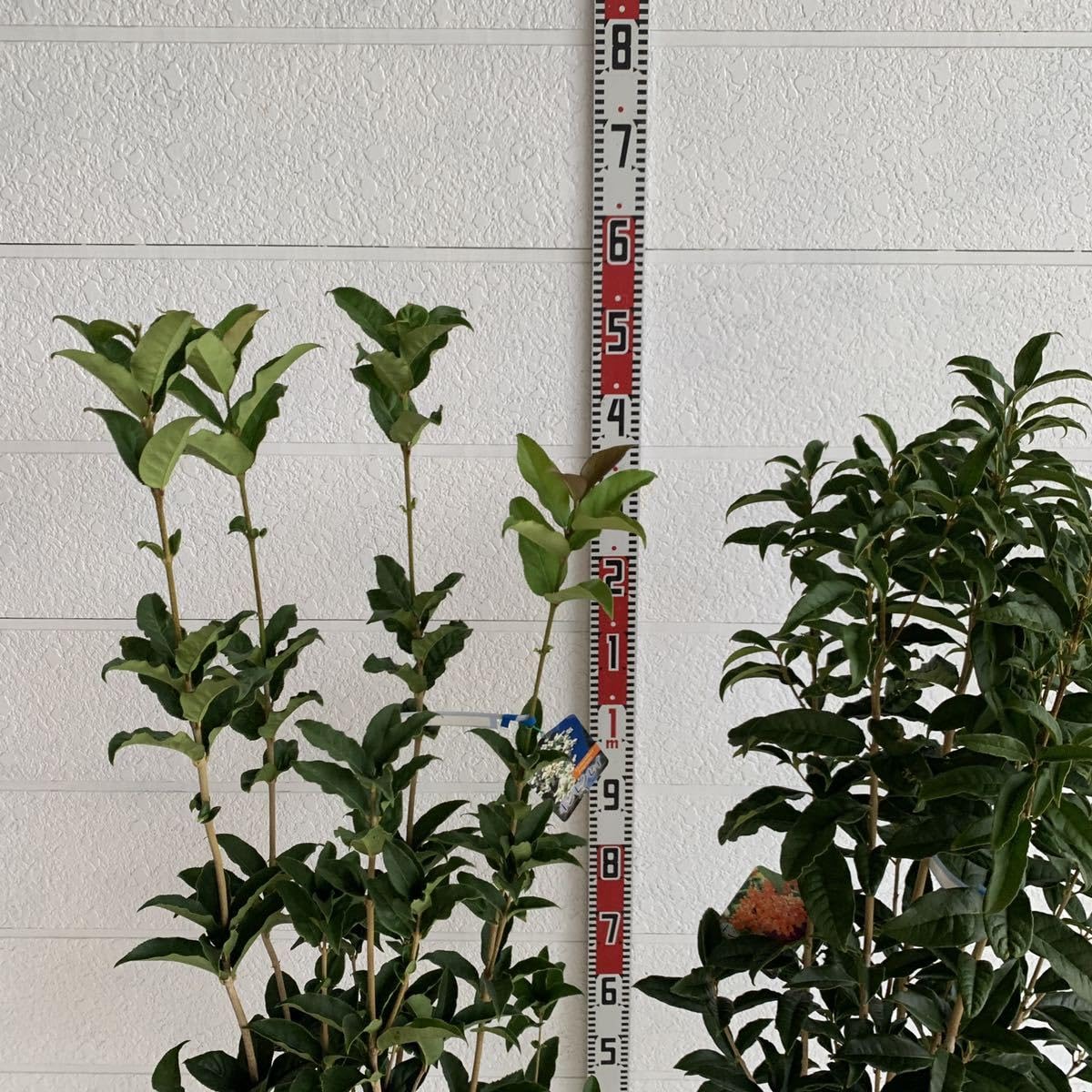 Amazon.co.jp: 金木犀&銀木犀 2本セット 根巻き キンモクセイ 秋の満開